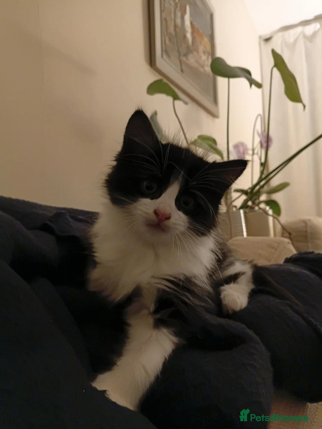 Mixed Breed cats for sale: Two adorable male kittens, dad Maine Coon - Advert 1