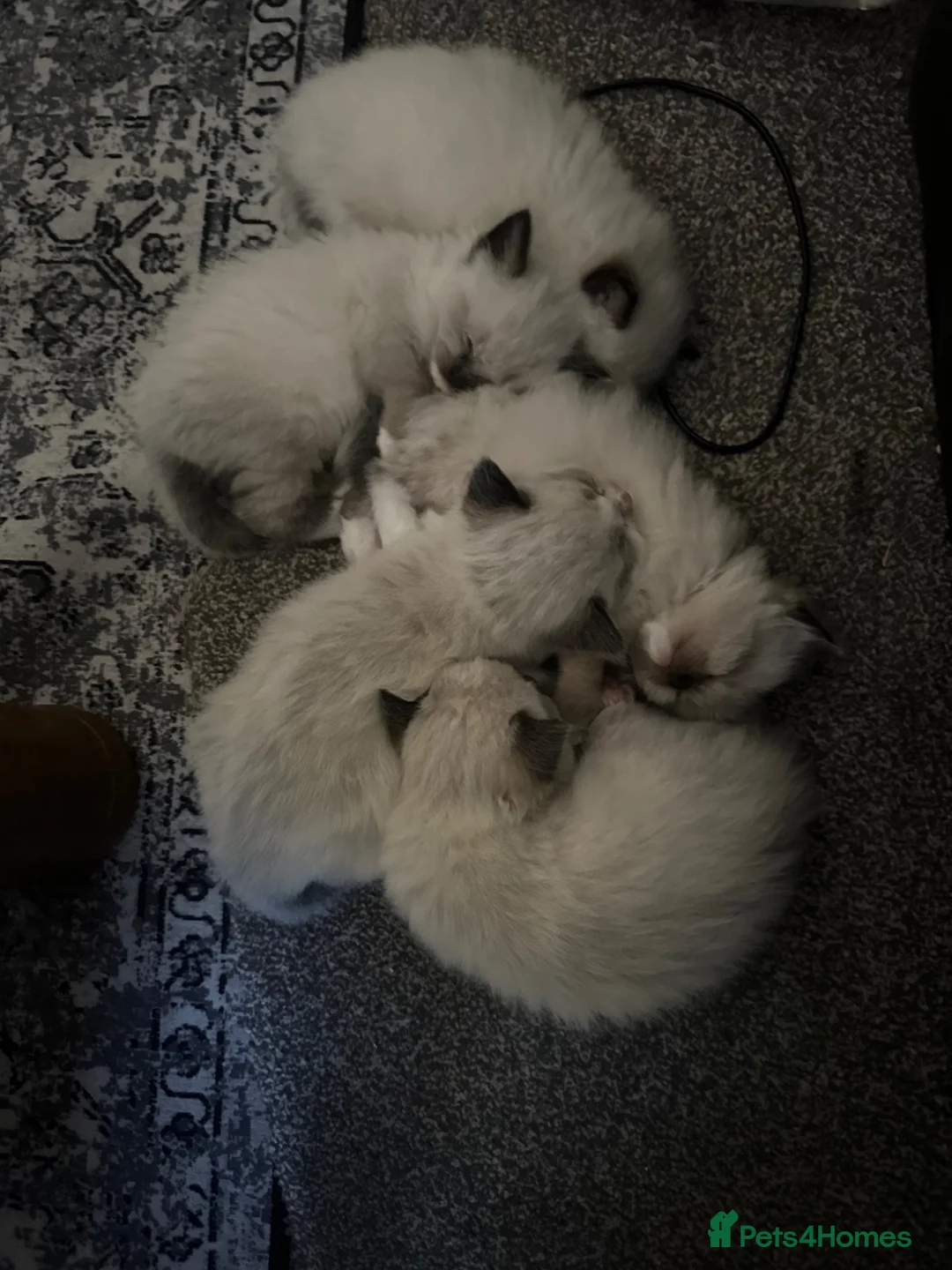 Ragdoll cats for sale: Purebred Ragdoll Kittens  - Advert 2