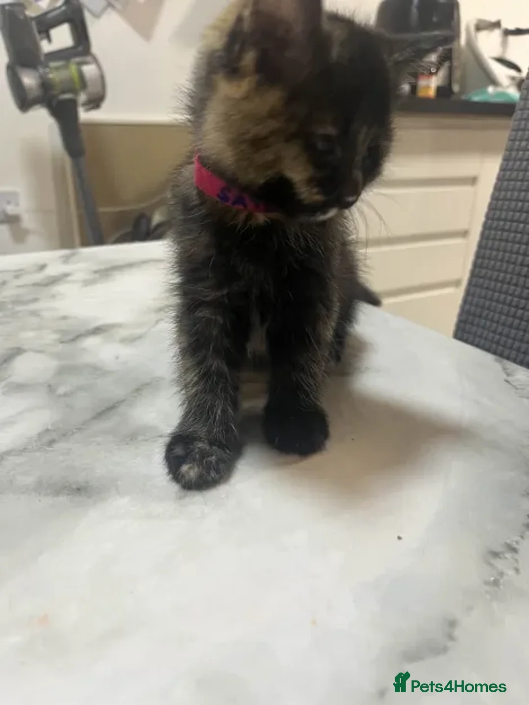Ragdoll cats for sale: Beautiful Ragdoll Tortishell Kittens for sale! - Image 20