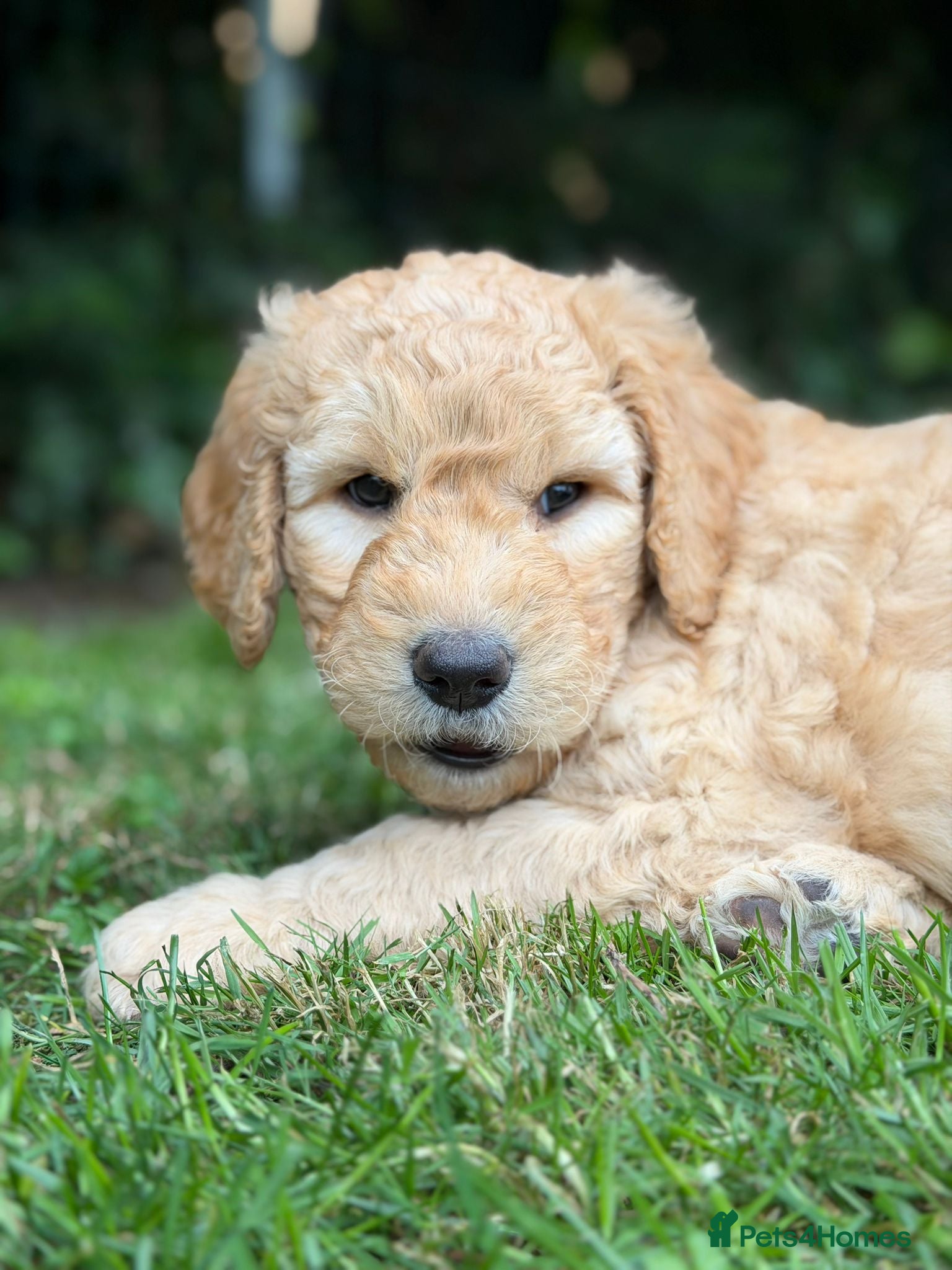 Mixed Breed dogs for sale: Adorable Australian fleece/wool Labradoodles - Advert 29