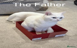 British Shorthair cats for sale: BSH kitten read now  - Image 4