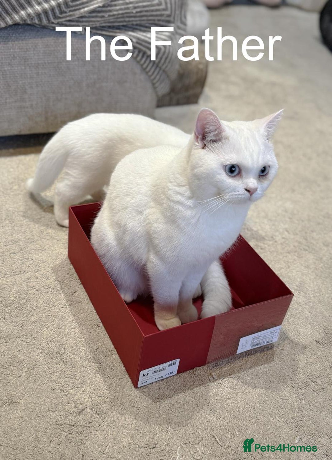 British Shorthair cats for sale: BSH kitten read now  - Image 4