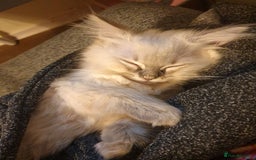 Ragdoll cats for sale: Stunning Adult Ragdoll and Kittens available!  - Image 20