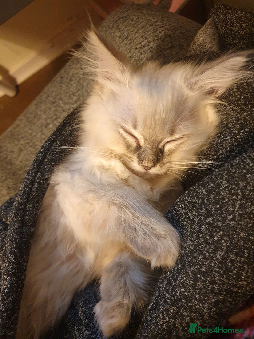 Ragdoll cats for sale: Stunning Adult Ragdoll and Kittens available!  - Image 20