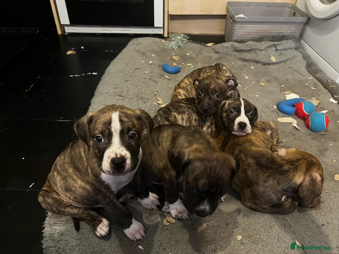 Mixed Breed dogs for sale: Blue Staffy x Boerboel – Ready for a Home - Advert 5
