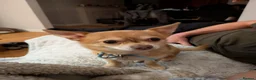 Chihuahua dogs for stud: Beautiful Male Chihuahua for stud - Advert 6