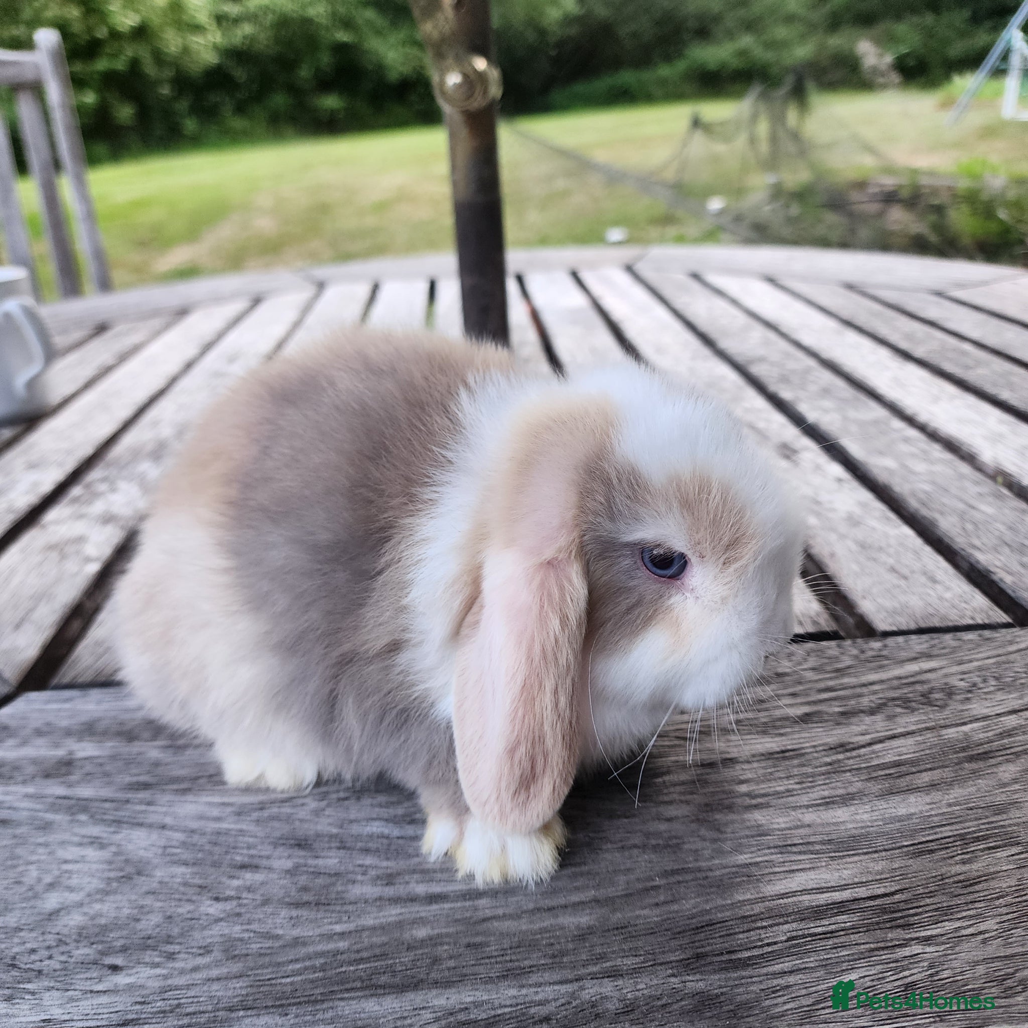 Mini Lop rabbits Stunning Mini Lops from Keeper's Mini Lops  - Advert 24
