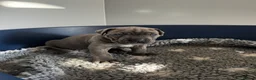 Cane Corso dogs for sale: Quality cane corso puppies - limited available  - Advert 21