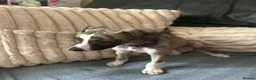Whippet dogs for sale: Whippet Puppies Ready now - Advert 2