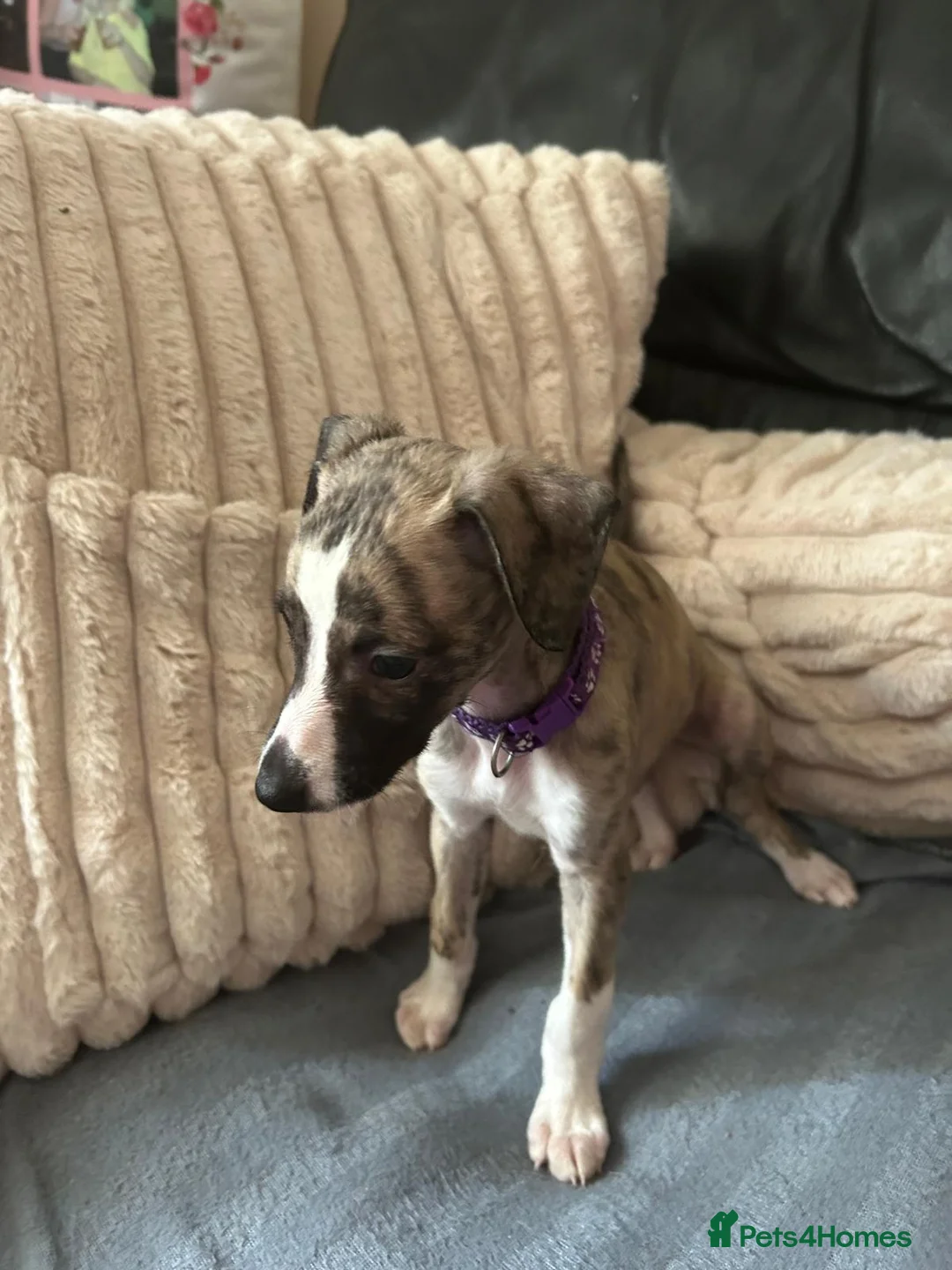 Whippet dogs for sale: Whippet Puppies Ready now - Advert 2