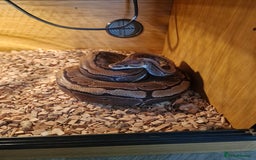 Python Snake reptiles for sale: Ball python - Image 1