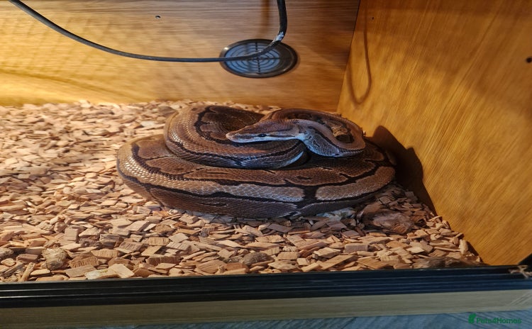 Python Snake reptiles - Advert 7
