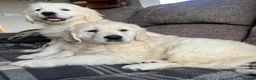 Golden Retriever dogs for sale: GORGEOUS CHUNKY HEALTHY PUPPIES  in Rochdale - Advert 3