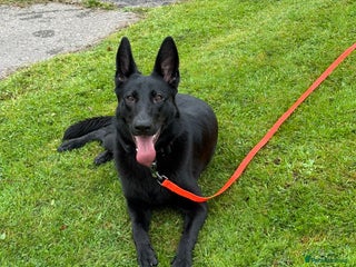 German Shepherd dogs Fully Trained Black German Shepherd - Advert 5