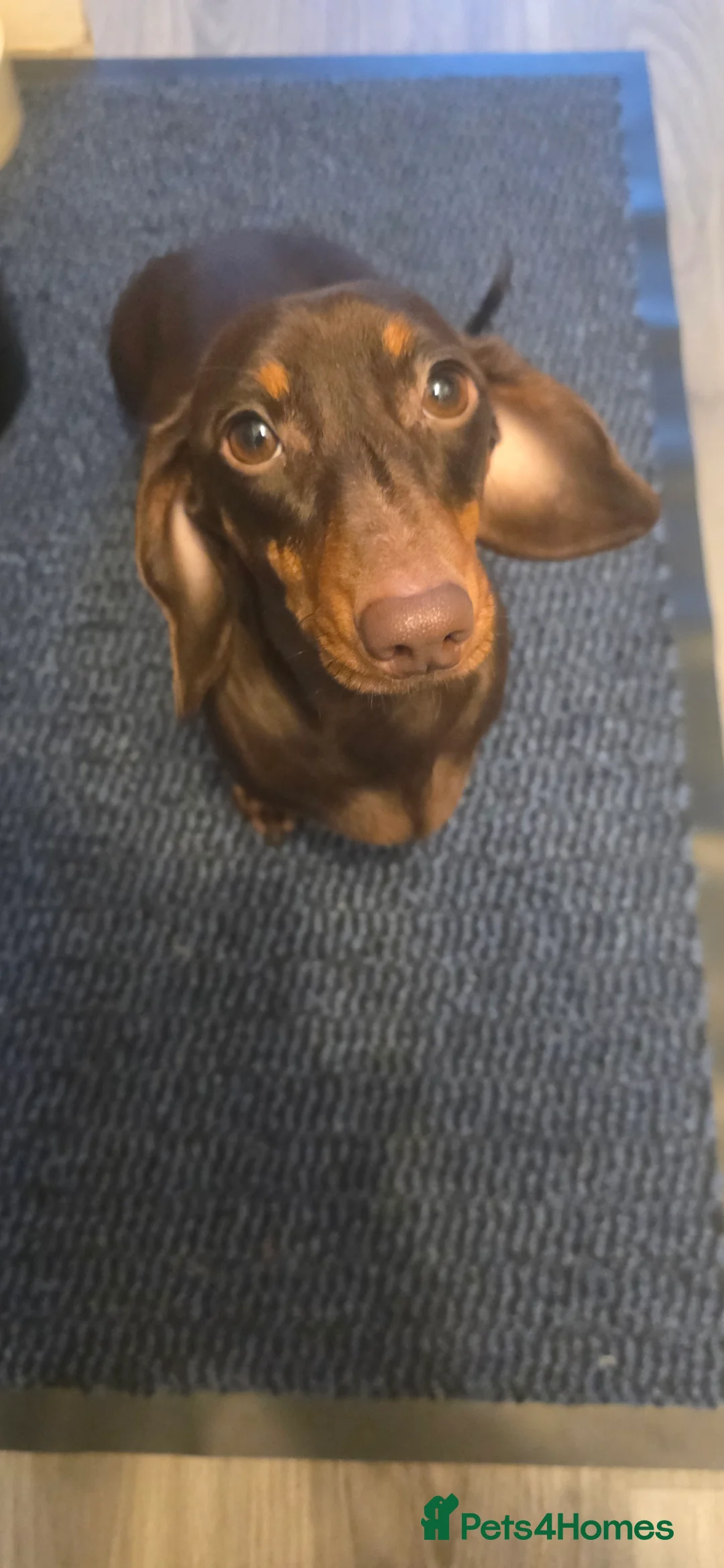 Dachshund dogs for sale: Mini dachunds  - Advert 7