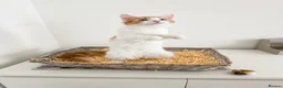 Maine Coon cats for sale: Maine coon mixed lovely extremely adorable kittens - Advert 6