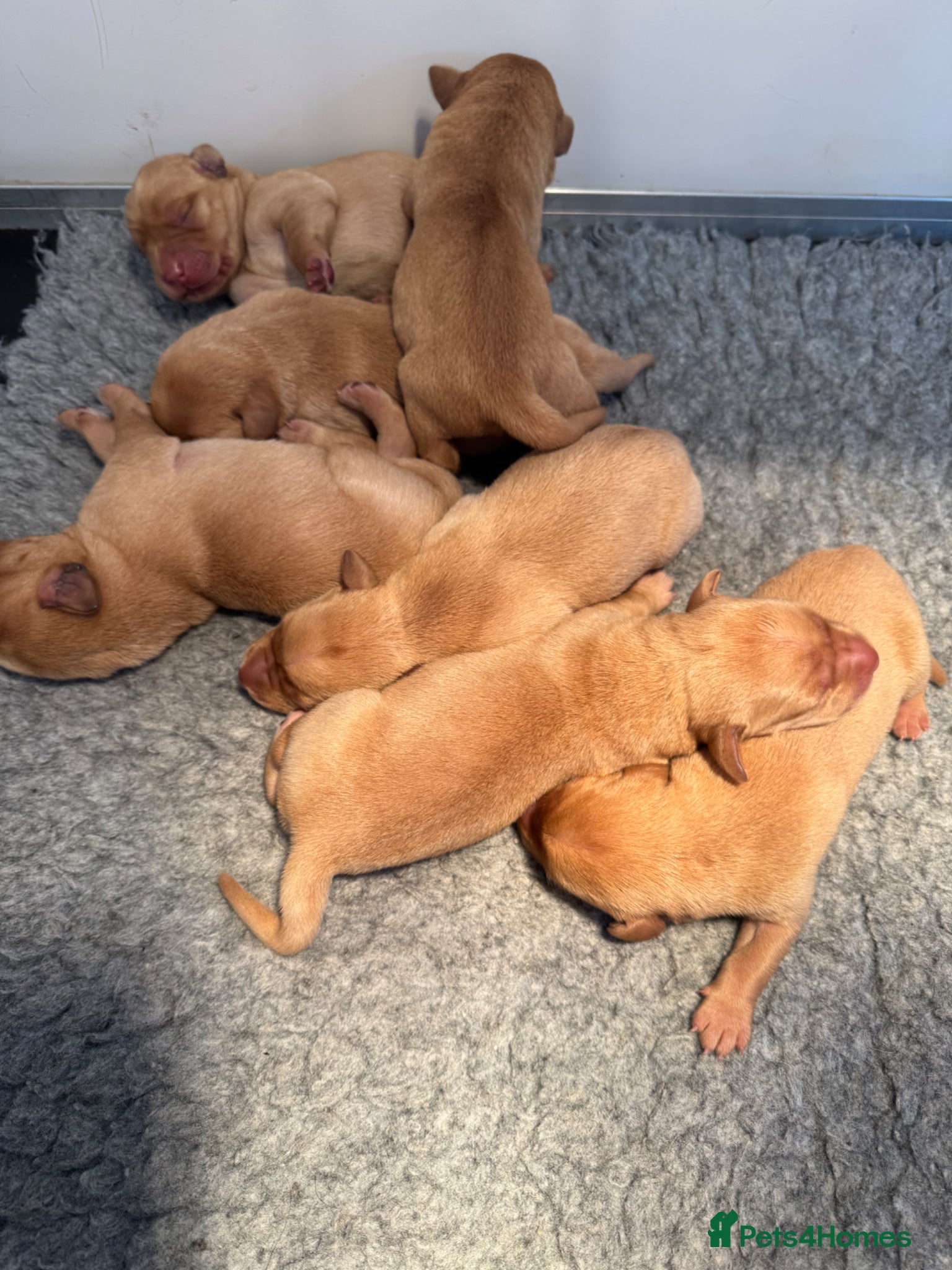 Labrador Retriever dogs 1st Class ⭐️⭐️⭐️⭐️⭐️ Licensed - Advert 1