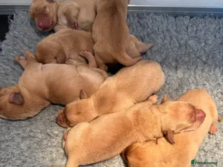 Labrador Retriever dogs 1st Class ⭐️⭐️⭐️⭐️⭐️ Licensed - Advert 8