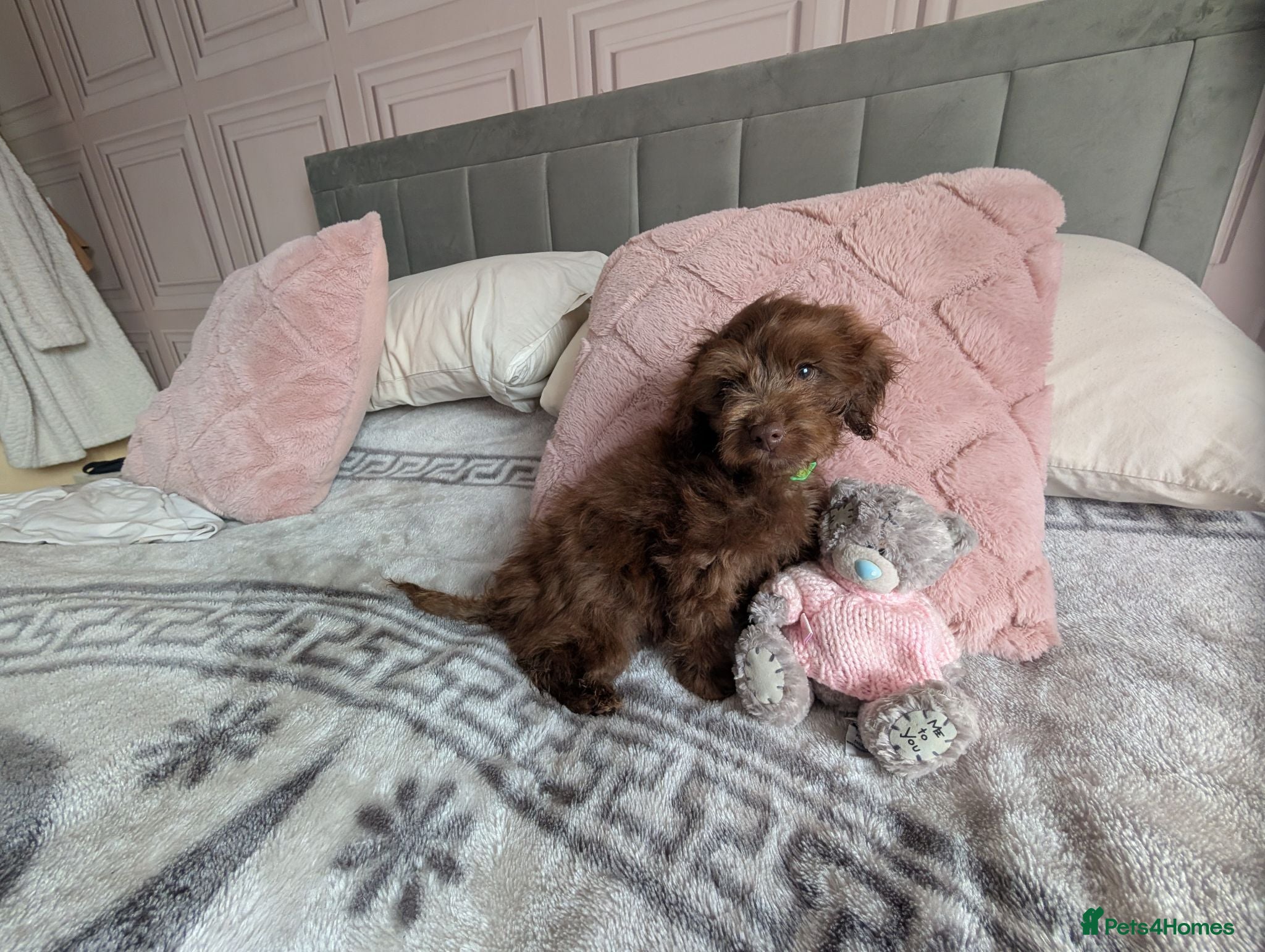 Cockapoo dogs Reduced price Cockapoo pups - Advert 2