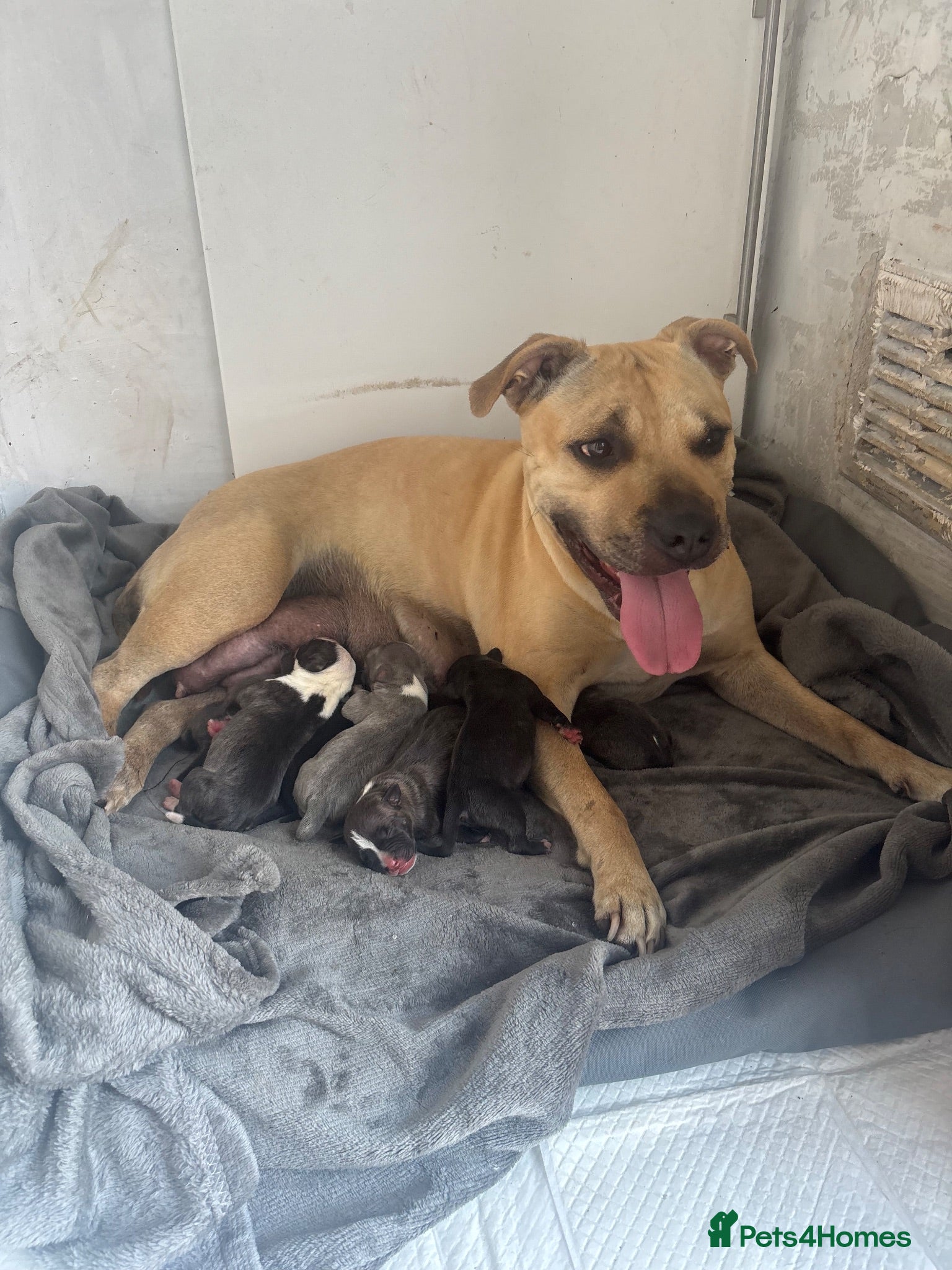 Staffordshire Bull Terrier dogs 7 chunky Staffy pups  - Advert 14