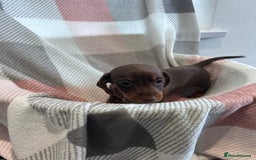Dachshund dogs for sale: Dachshund puppies - Image 10