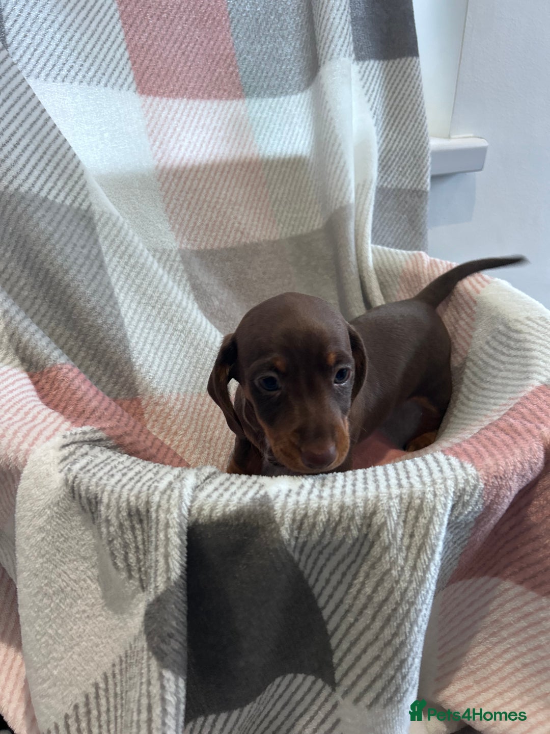 Dachshund dogs for sale: Dachshund puppies - Image 10