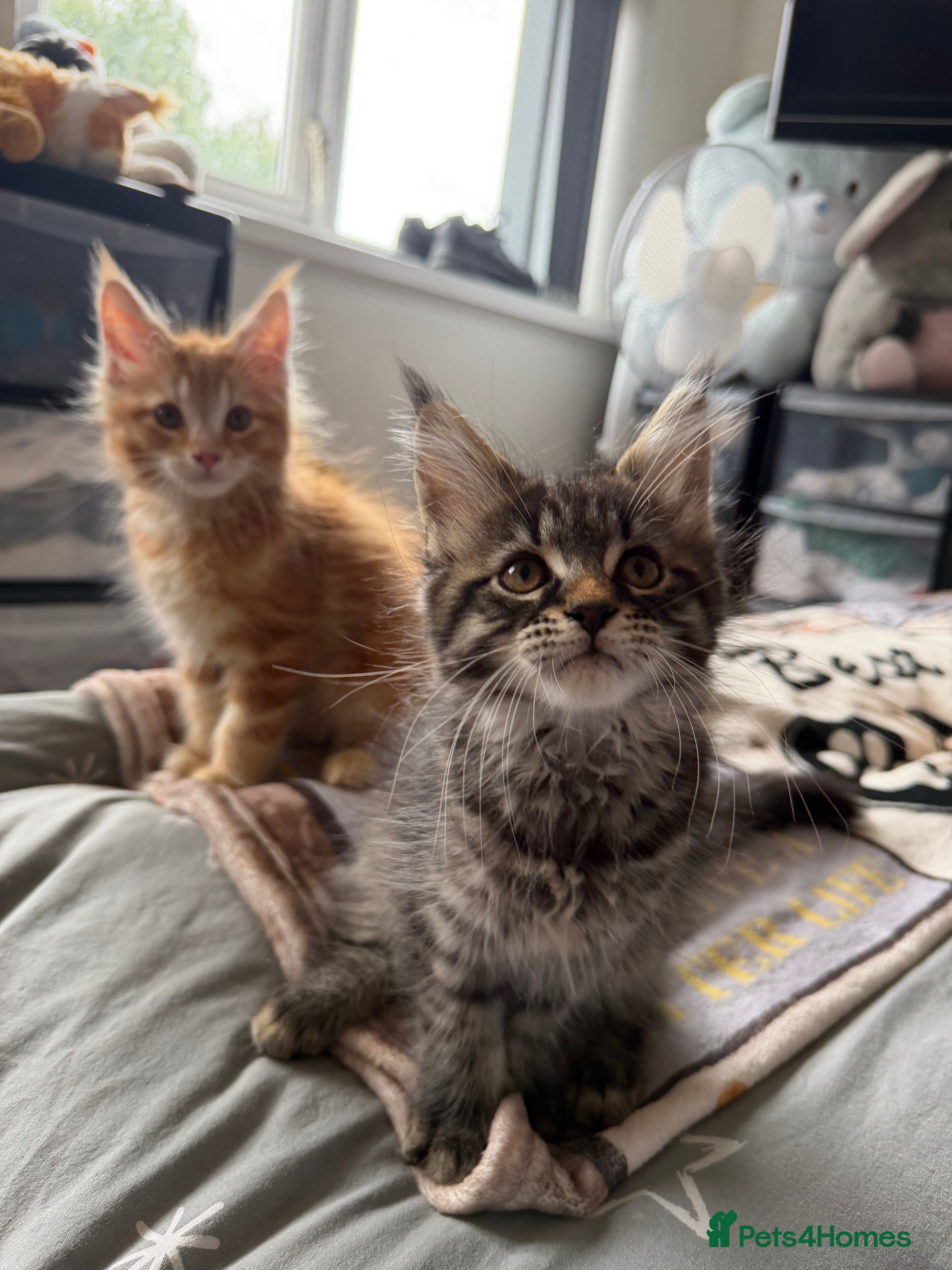 Maine Coon cats for sale: Maincoone Kittens  - Advert 5