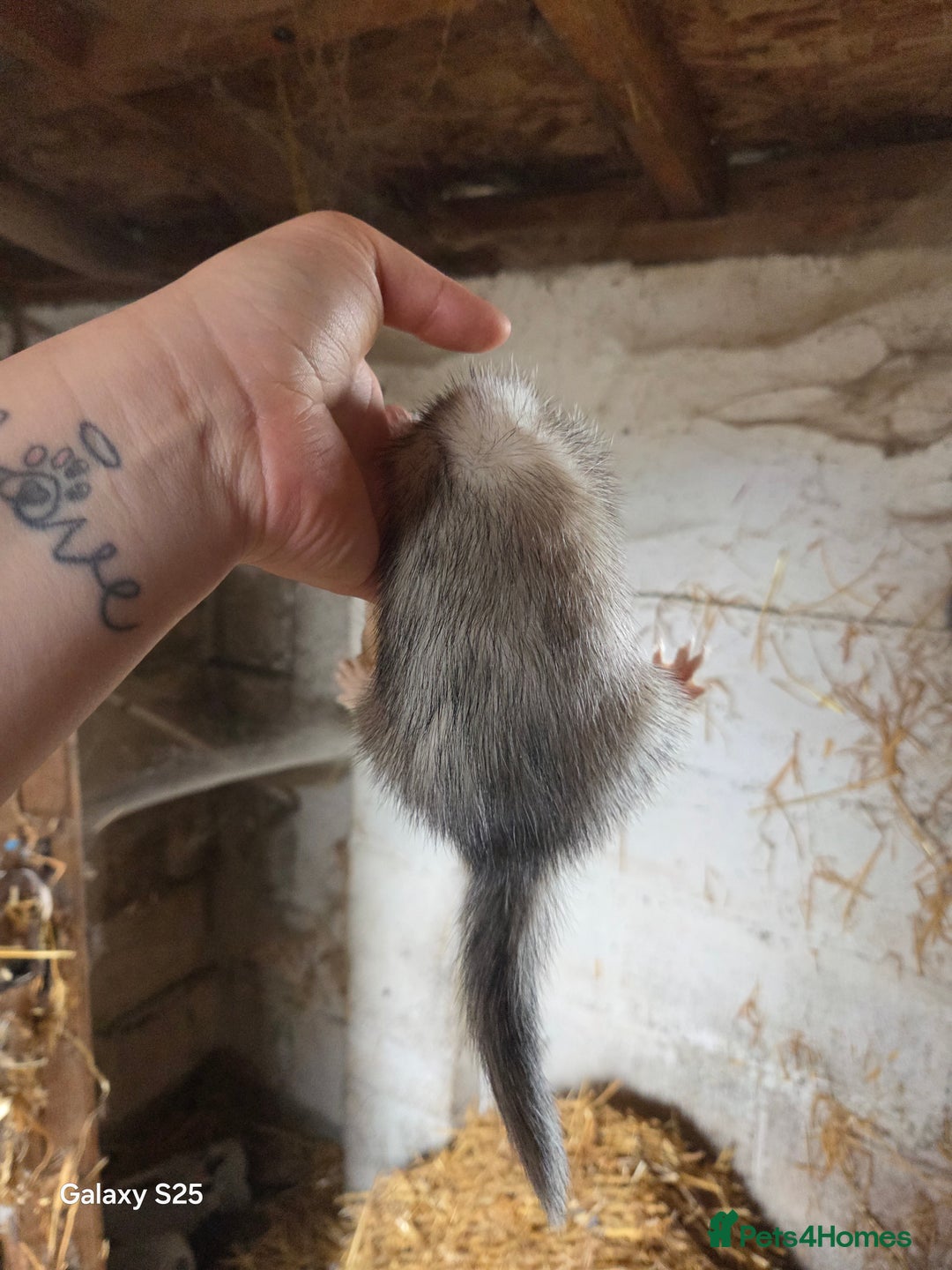 Ferret rodents for sale: 9 Ferrets for sale - Image 17