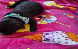 Mixed Breed dogs for sale: Mixed breed puppies for sale  - Advert 15