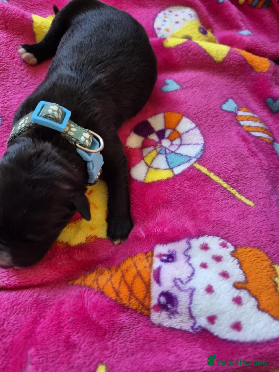 Mixed Breed dogs for sale: Mixed breed puppies for sale  - Advert 15