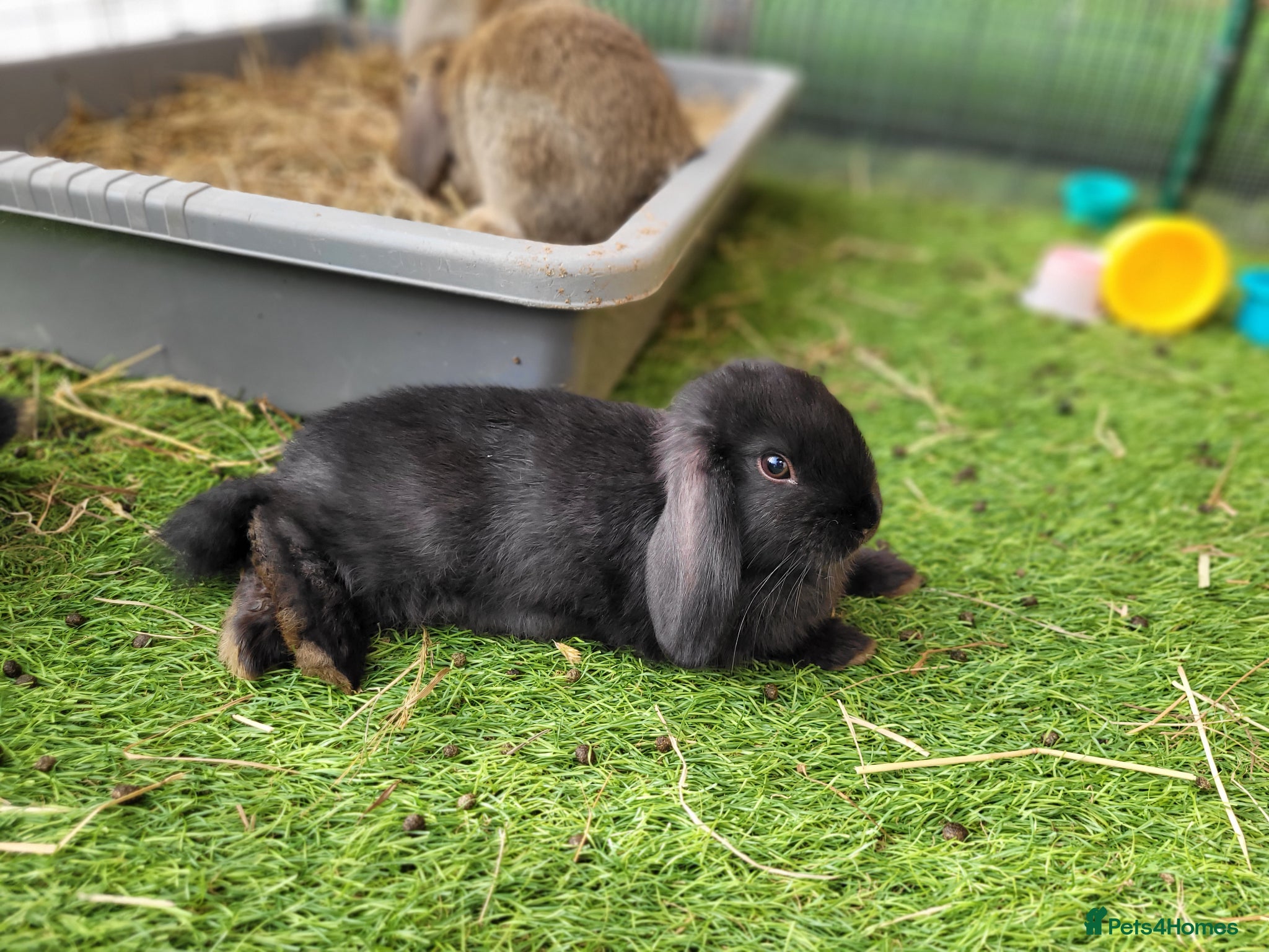 Mini Lop rabbits for sale: Adorable Mini Lop Mix Rabbits - READY JUNE 11TH - Advert 12