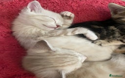 Bengal cats for sale: Bengal Cross Kittens  - Image 16