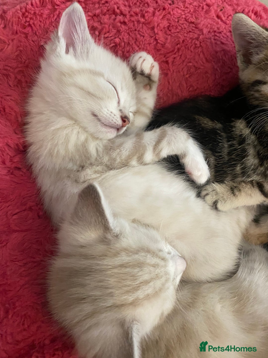 Bengal cats for sale: Bengal Cross Kittens  - Image 16