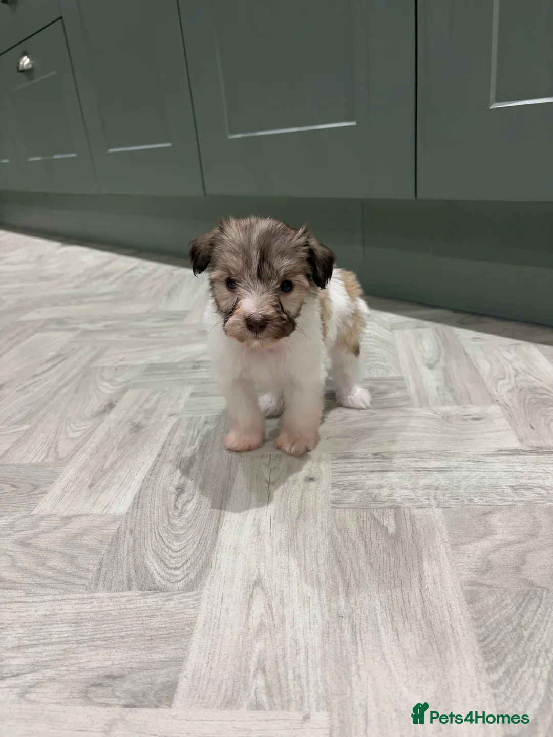 Miniature Schnauzer dogs for sale: SOLD KC Reg Miniature Schnauzers - Advert 22