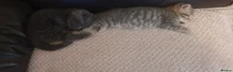British Shorthair cats for sale: British short hair kittens - Advert 3