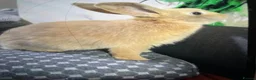 Mini Lop rabbits for sale: Female rabbit - Advert 2