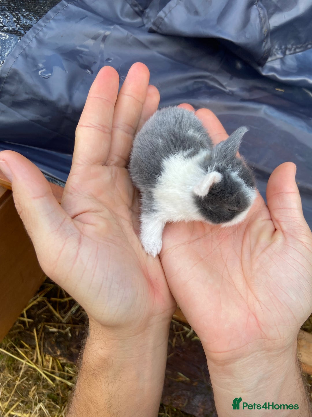 Mini Lop rabbits for sale: 🌹🍓outstanding pure mini lops 🍓🌹 - Image 8