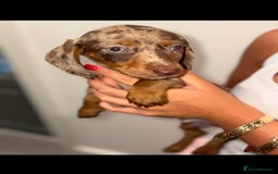 Miniature Dachshund dogs for sale: Mini dachshunds puppy’s  - Image 1