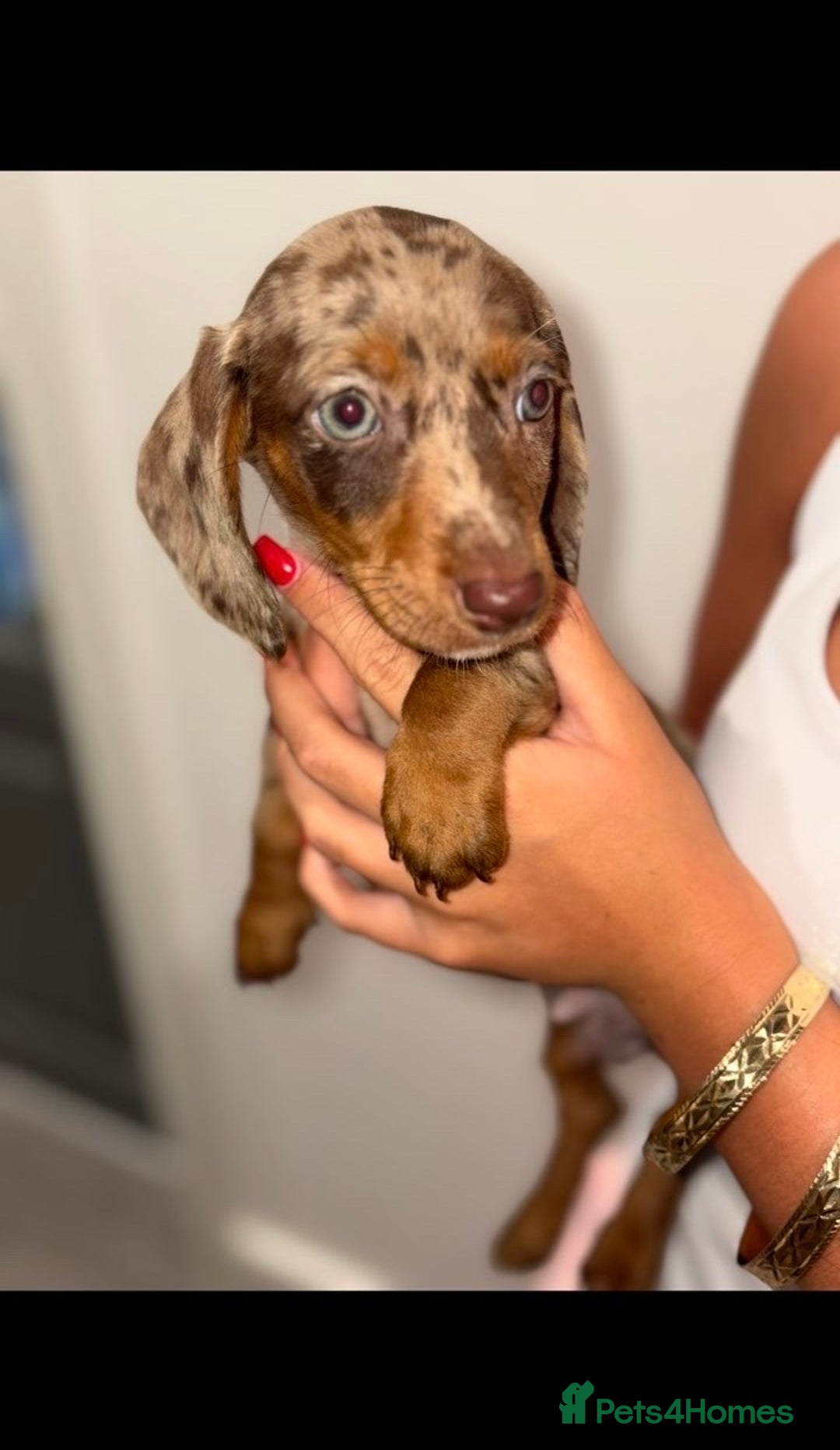 Miniature Dachshund dogs for sale: Mini dachshunds puppy’s  - Image 1