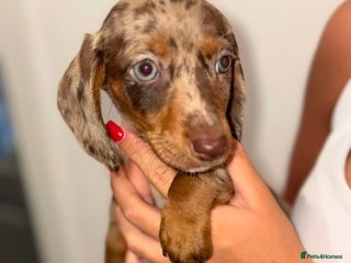 Miniature Dachshund dogs - Advert 1