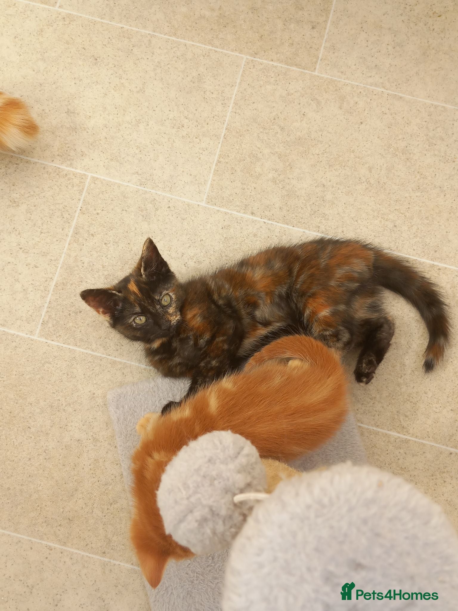 Mixed Breed cats Little tortie girl looking for her home. - Advert 13