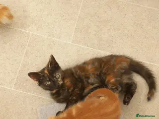 Mixed Breed cats Little tortie girl looking for her home. - Advert 13