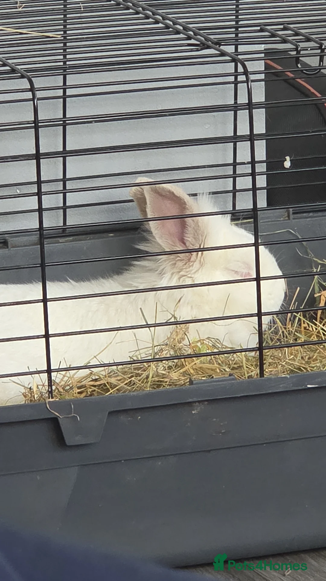 New Zealand rabbits for sale: FRANK 🐰 - THE NEW ZEALAND white💙 - Advert 2