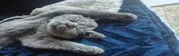 British Shorthair cats for sale: British short hair kitten male in Liverpool - Advert 3
