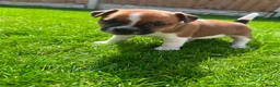 Jack Russell dogs for sale: Jack russell puppies  - Advert 9