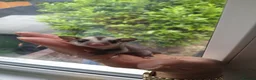 Sugar Glider rodents for sale: Stunning sugar gliders  - Advert 8
