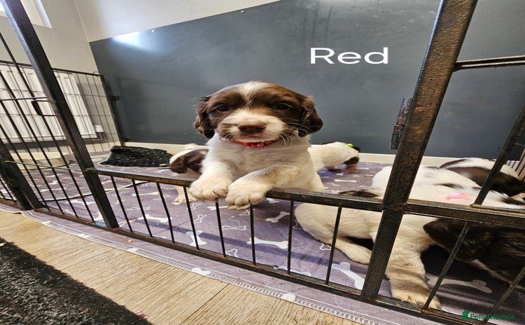 English Springer Spaniel dogs - Advert 5