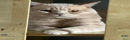 British Shorthair cats for sale: British short hair kitten for sale  - Advert 6