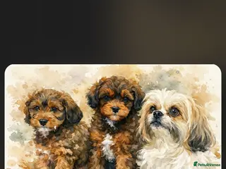 Shihpoo dogs Brother and sister allReady bags packed 🐶🐶 - Advert 2