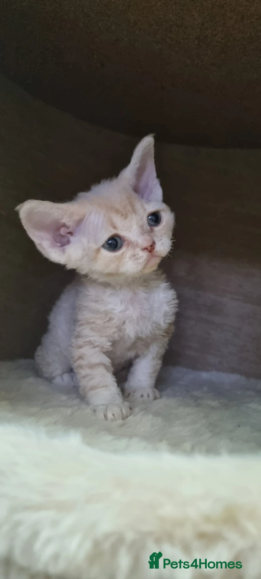 Devon Rex cats for sale: ❤️ Gorgeous Devon Rex Girls ❤️ - Advert 20